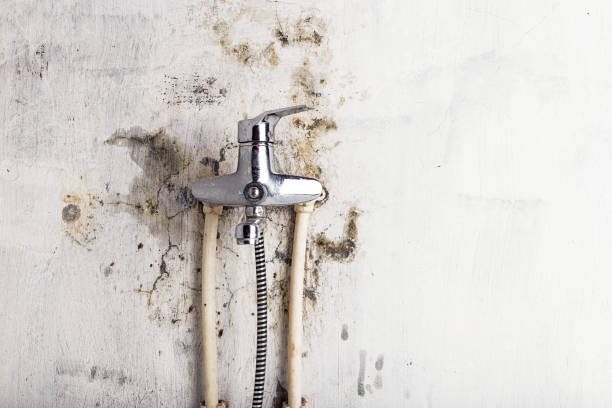 Best Toxic Mold Removal  in Lakeside, MT