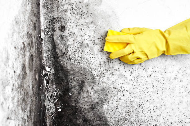 Best Certified Mold Removal  in Lakeside, MT