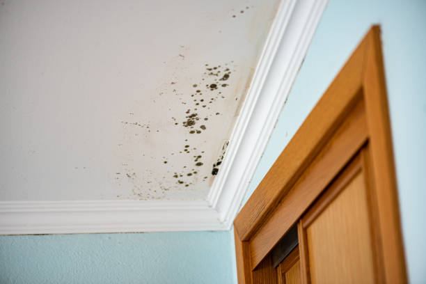 Best Fast Mold Removal  in Lakeside, MT