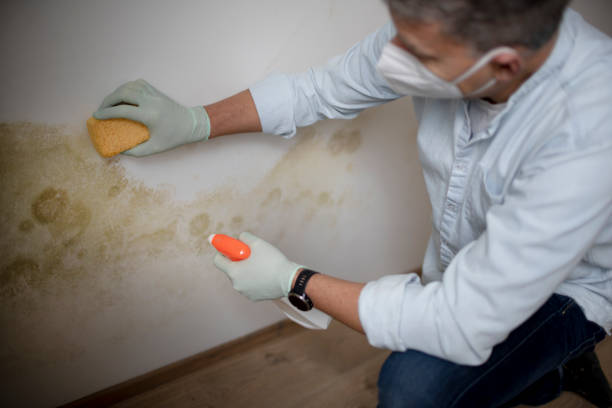 Best Local Mold Removal Service  in Lakeside, MT