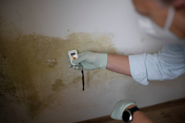Best Attic Mold Removal  in Lakeside, MT