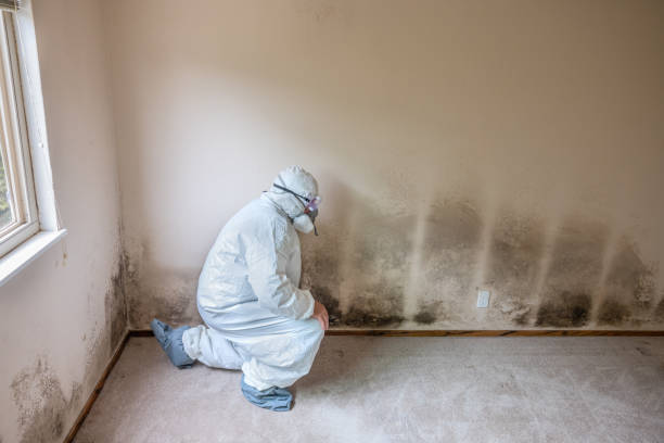Best Commercial Mold Removal  in Lakeside, MT