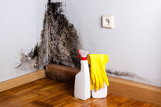 Best Fast Mold Removal  in Lakeside, MT